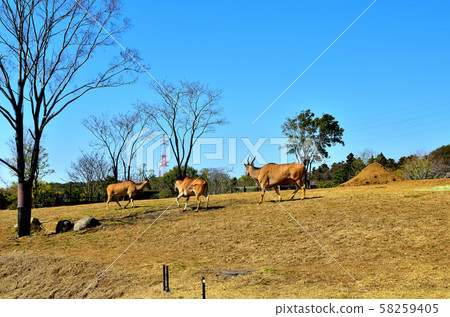 Yokohama ZOORASIA Zoo Eland 58259405