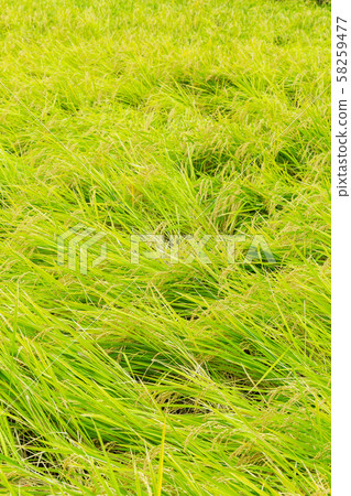Agriculture_Falling damage caused by typhoon 58259477