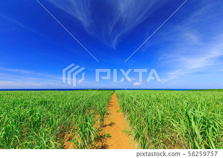Miyakojima_sugarcane field 58259757