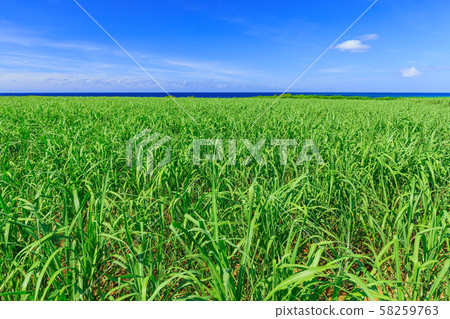 Miyakojima_sugarcane field Miyakojima_sugarcane field 58259763
