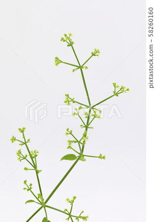 茜 58260160