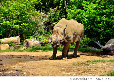 Yokohama ZOORASIA Zoo Higacyclosai Yokohama ZOORASIA Zoo Higacyclosai 58260530