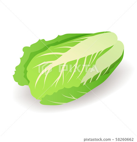 Fresh green chinese cabbage icon isolated on white background, organic vegetable, vector 58260662