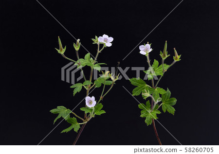 Geranium thunbergii Geranium thunbergii 58260705