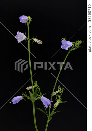 Tuliganinjin 58260710