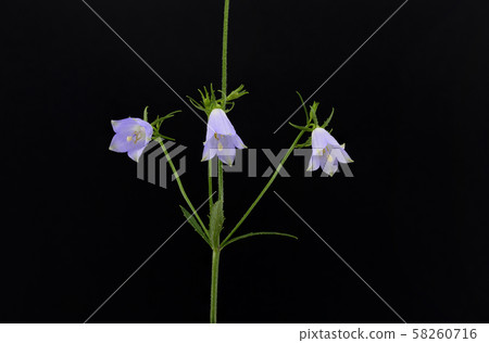 Tuliganinjin Tuliganinjin 58260716
