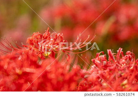 Cluster amaryllis 58261074