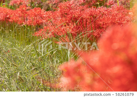 Cluster amaryllis 58261079