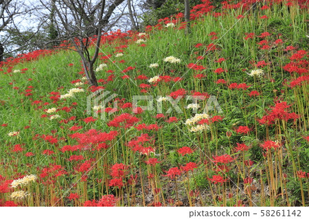 盛開的Higanbana 盛開的Higanbana 58261142