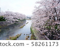 美奈阿佐川櫻花林立的街道 58261173