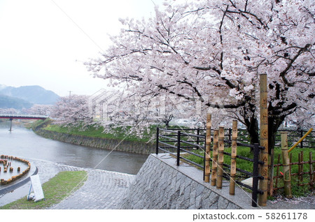 Biei / Sakura 58261178