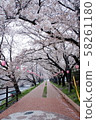 美奈阿佐川櫻花林立的街道 58261180