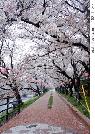 Cherry tree-lined street along the Asa River in Mine 58261180
