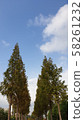 Autumn tree 58261232