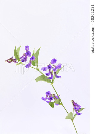 Nanten Hagi Nanten Hagi 58261251