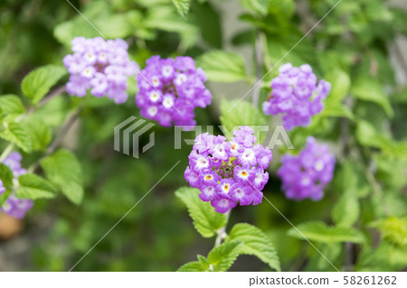 Kobanorantana Kobanorantana 58261262