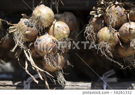 Drive onion Drive onion 58261332