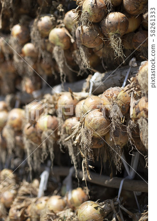 Onions dried in the sun Onions dried in the sun 58261333