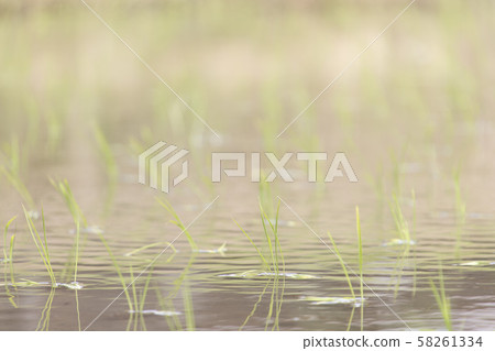 Paddy rice seedlings Paddy rice seedlings 58261334
