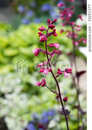 Huquela離開花 58261377