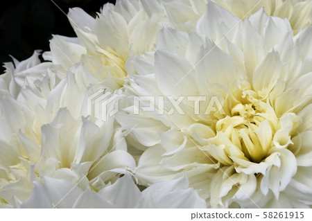 大麗花_伯納多特 58261915