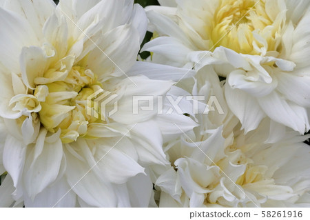 大麗花_伯納多特 58261916