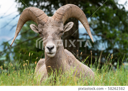 Bighorn sheep, Ovis canadensis 58262382