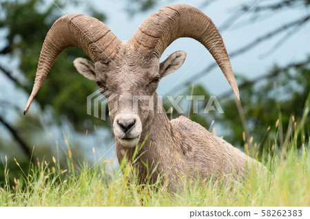 Bighorn sheep, Ovis canadensis 58262383