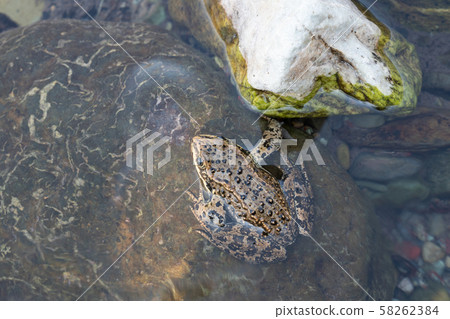 Columbia Spotted Frog, Rana luteiventris 58262384