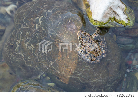 Columbia Spotted Frog, Rana luteiventris 58262385