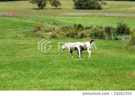 蔚山高原在初秋 58262503