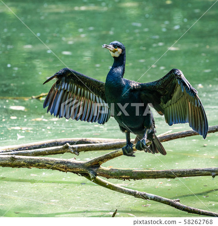 The great cormorant, Phalacrocorax carbo sitting on a branch 58262768