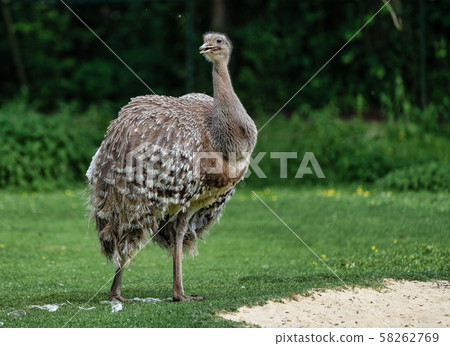Darwin's rhea, Rhea pennata also known as the lesser rhea. 58262769