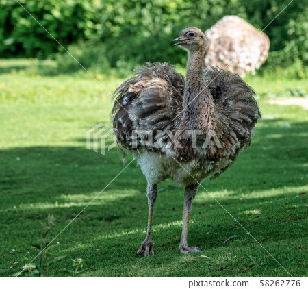 Darwin's rhea, Rhea pennata also known as the lesser rhea. 58262776