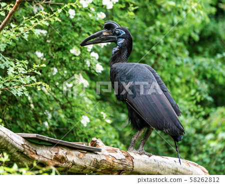 Abyssinian northern Ground Hornbill, Bucorvus abyssinicus strange bird Abyssinian northern Ground Hornbill, Bucorvus abyssinicus strange bird 58262812