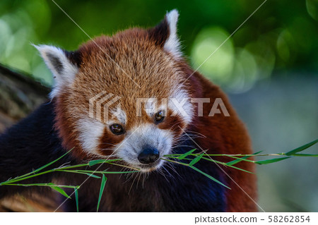 The red panda, Ailurus fulgens, also called the lesser panda. 58262854
