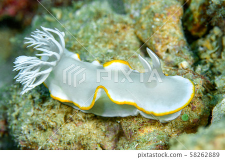 Meringue sea bream Meringue sea bream 58262889