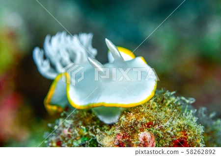 Meringue sea bream Meringue sea bream 58262892