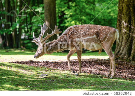 The fallow deer, Dama mesopotamica is a ruminant mammal The fallow deer, Dama mesopotamica is a ruminant mammal 58262942