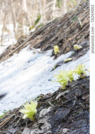 Fukinoto Sapporo 58264002