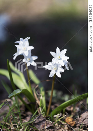 Thionodoxa lily garden Thionodoxa lily garden 58264022