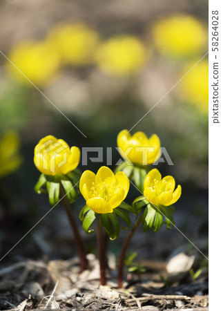 千葉縣瀨原尤里·永原公園 58264028