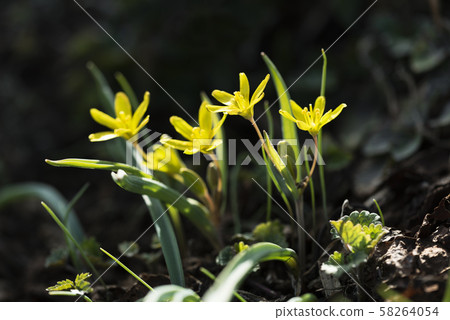 Kibanano Amana Toyoura Kibanano Amana Toyoura 58264054