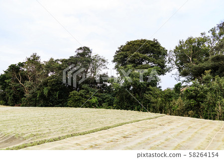 Field (autumn) Field (autumn) 58264154