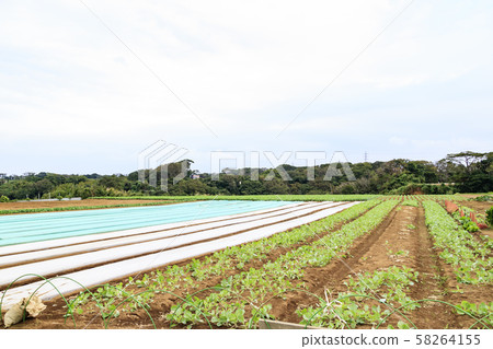 Field (autumn) 58264155