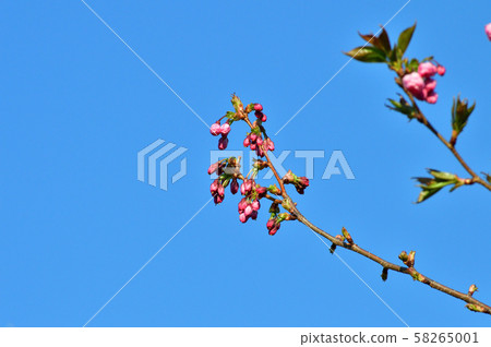 A photograph taken at a low angle of a spring flower of a branch of a cherry tree presumed to be an arcade with the blue sky in the background A photograph taken at a low angle of a spring flower of a branch of a cherry tree presumed to be an arcade with the blue sky in the background 58265001