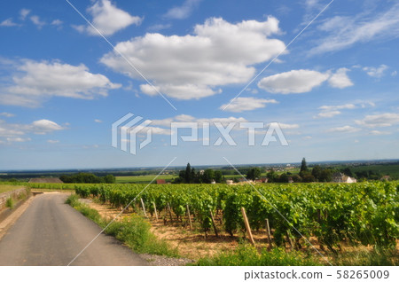 Burgundy vineyard 58265009