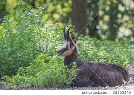 Portrait of Rupicapra Portrait of Rupicapra 58265249