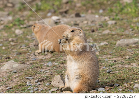 Portrait of the black tailed prairie dog Portrait of the black tailed prairie dog 58265257