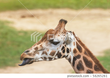 Portrait of Rothschild Giraffe Portrait of Rothschild Giraffe 58265261